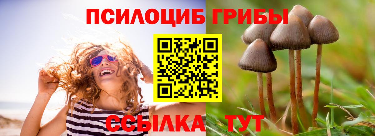 Галлюциногенные грибы GOLDEN TEACHER  Галлюциногенные грибы Psilocybine cubensis  Курганинск 